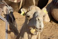 Dromedar in der Sahara