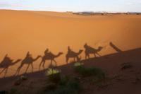 Dromedar-Karawane in der Sahara