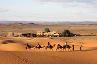 Dromedar-Karawane in der Sahara