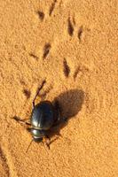 Skarabäus (Pillendreher)