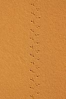 Spur von einem Skarabäus (Pillendreher)