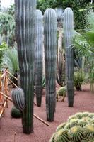 Jardin Majorelle