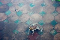 An der Koutoubia-Moschee in Marrakesch