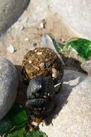 Skarabäus (Pillendreher)