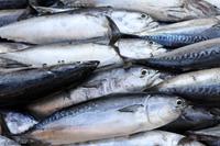 Fischmarkt in Essaouira
