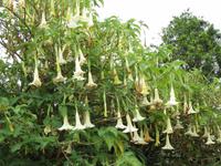 023_Trompetenbaum in der Cellah