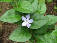 025_schöne Blume in der Cellah