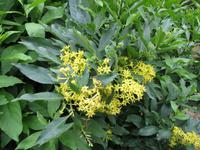 026_schöne Blume in der Cellah