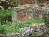027_Mohn in der Cellah