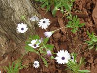 030_Blumen in der Cellah