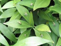 031_Pflanze in der Cellah