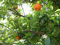 069_Orangen in ihrer Blütezeit