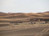 116_unsere Dromedare in Sichtweite