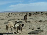 145_Dromedare an der Straße