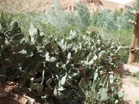 182_im Tal der Rosen