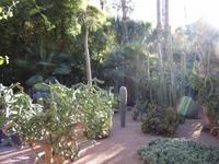 217_im Jardin Majorelle