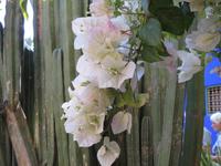 219_im Jardin Majorelle