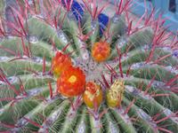 220_im Jardin Majorelle