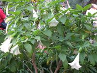 221_im Jardin Majorelle