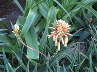 222_im Jardin Majorelle