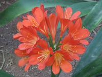 223_im Jardin Majorelle