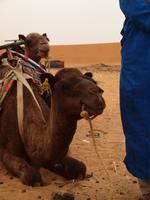 eines unserer Wüstenschiffe