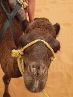 eines unserer Wüstenschiffe