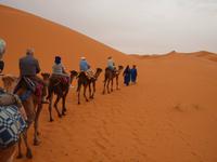 unser Dromedarritt zur Sanddüne