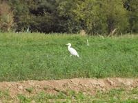 Reier in der Palmerie