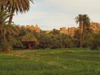 Spaziergang durch die Palmerie