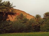 Spaziergang durch die Palmerie