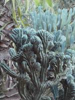 Jardin Majorelle in Marrakesch