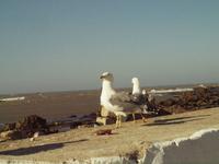 tierische Wegbegleiter