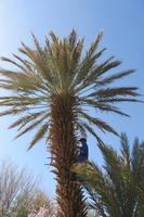 Wanderung Oase der Palmerie Tinehir