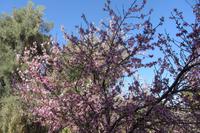 Wanderung Oase der Palmerie Tinehir