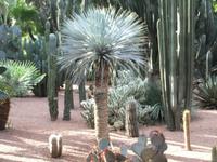 Jardin de Majorelle