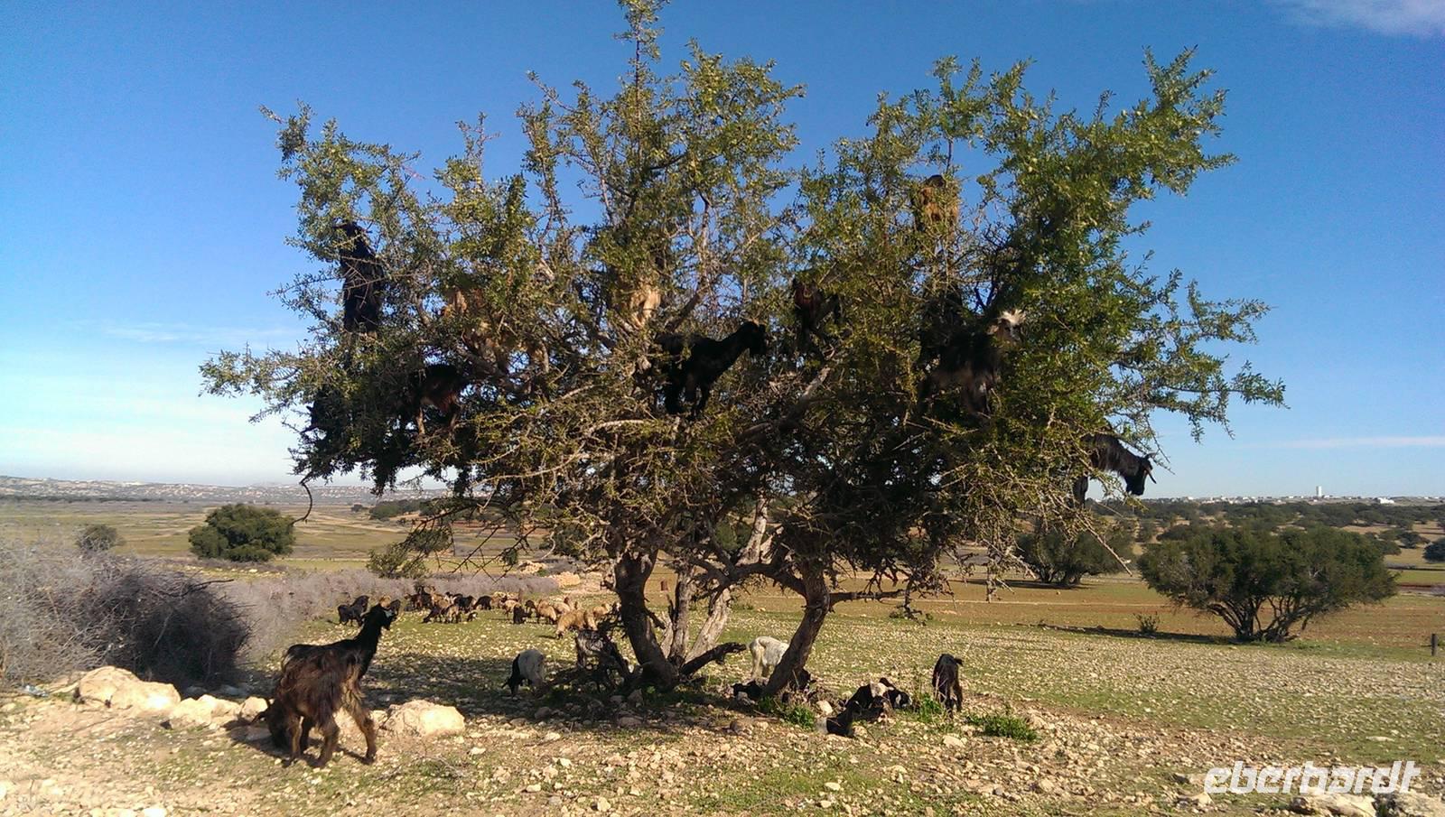 auf dem Weg nach Taroudant - Ziegen auf Arganienbäumen