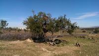 auf dem Weg nach Taroudant - Ziegen auf Arganienbäumen