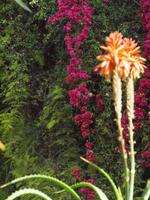 Jardin Majorelle in Marrakesch