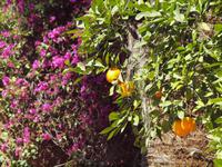 Garten des Bahia Palastes