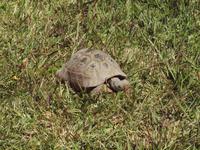 Bewohner des Gartens der Saardirgräber