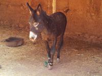 Besuch einer Berberfamilie