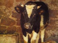 Besuch einer Berberfamilie