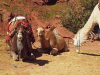 Ausflug ins Ourika-Tal