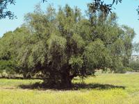 Ausflug nach Essaouira