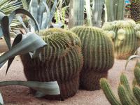 Jardin Majorelle in Marrakesch