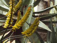 Jardin Majorelle in Marrakesch