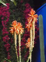 Jardin Majorelle in Marrakesch