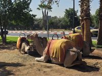 Alternative Verkehrsmittel in Marrakesch