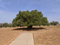 Arganöl-Kooperative Essaouria